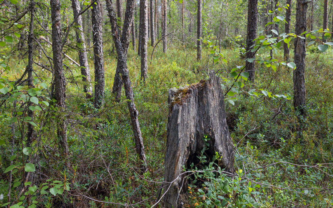 A Boreal Ecological Corridor Secured With Critical Support From QRFN: Carbon Sinks and Biodiversity Protected