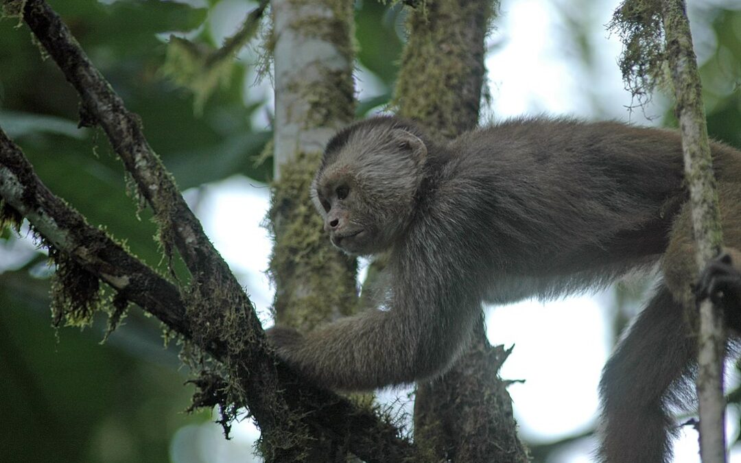 Connecting Coastal Forest in Ecuador