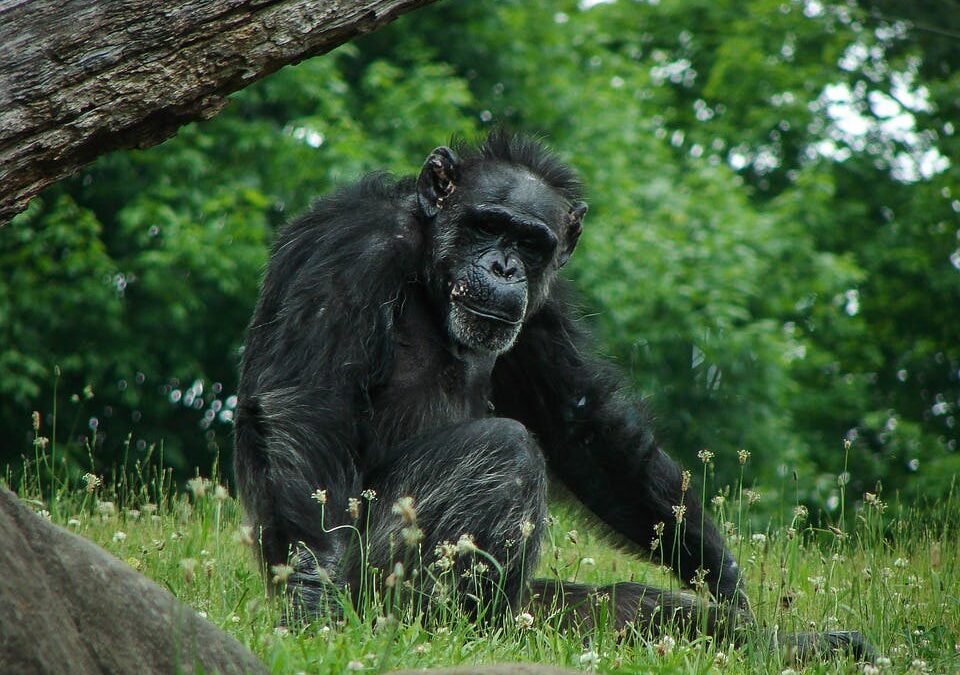 Protecting chimpanzee habitat