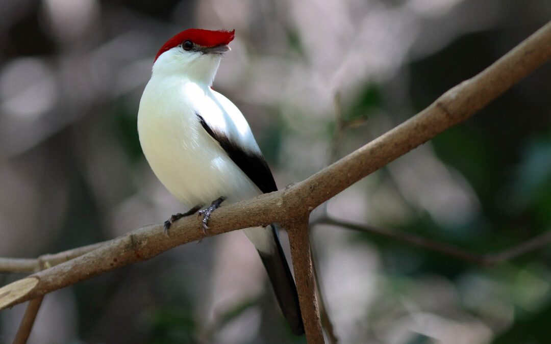 Expanding Protection for the Araripe Manakin in Brazil
