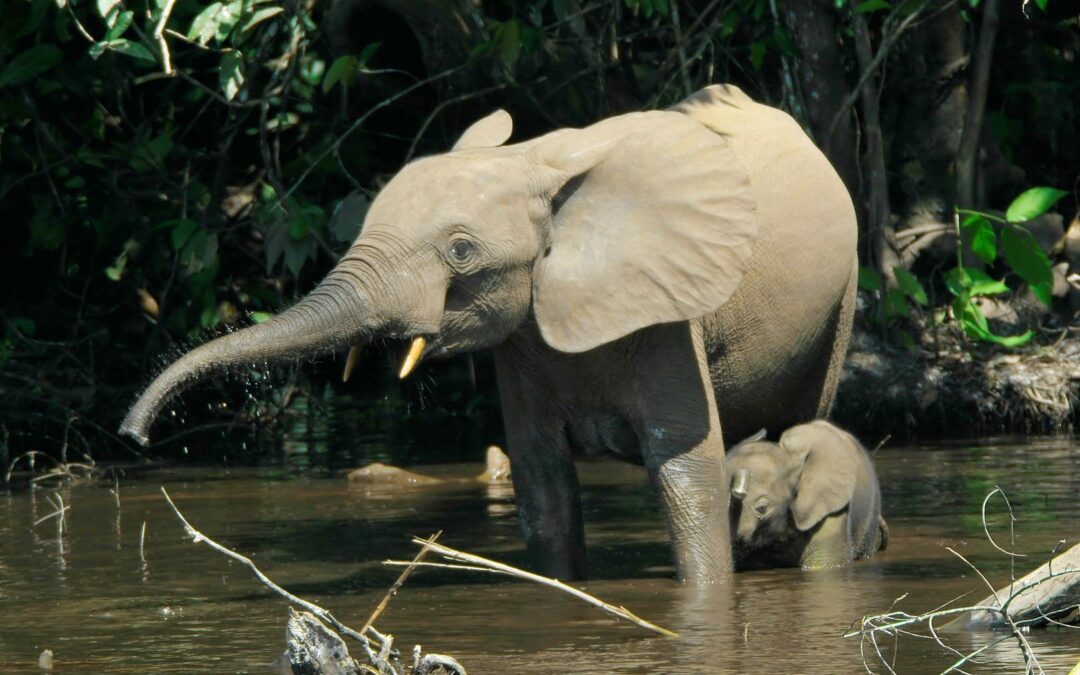 Restoring the Kilombero Elephant Corridor