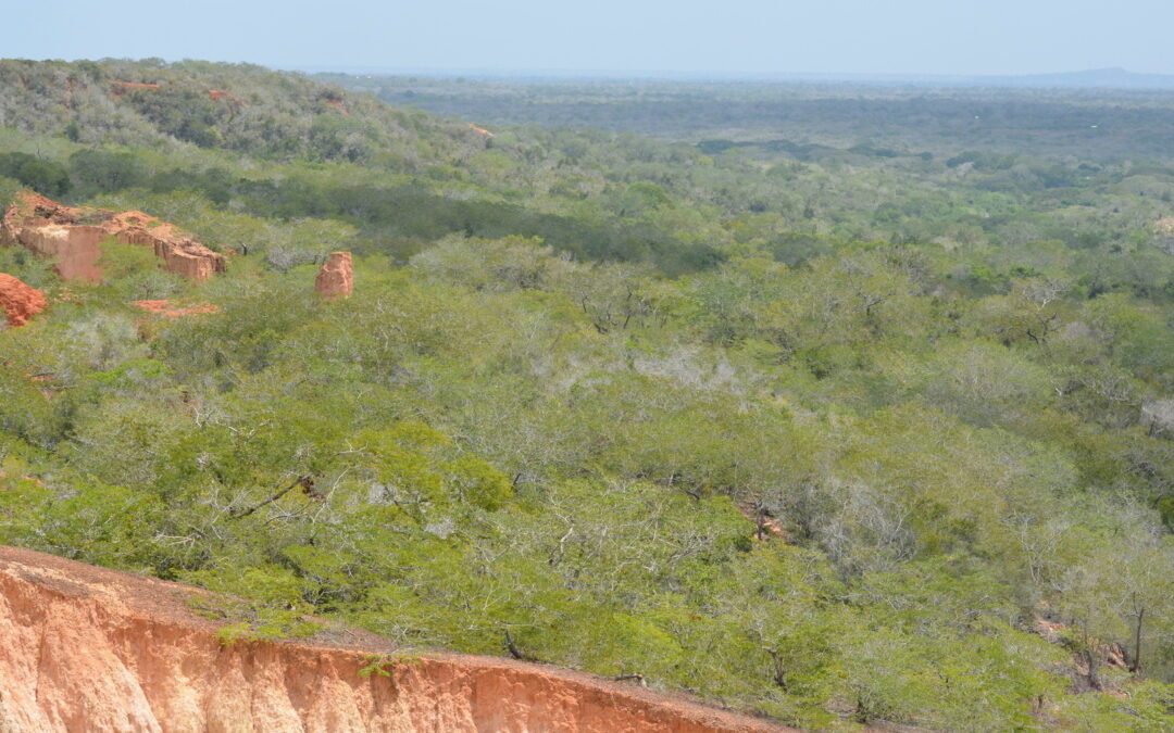 Protecting the Clarke’s weaver