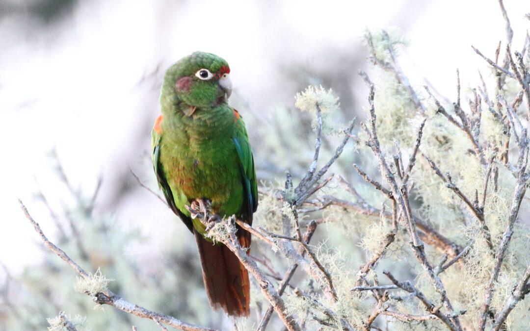 Connecting Parakeet Habitats in Colombia