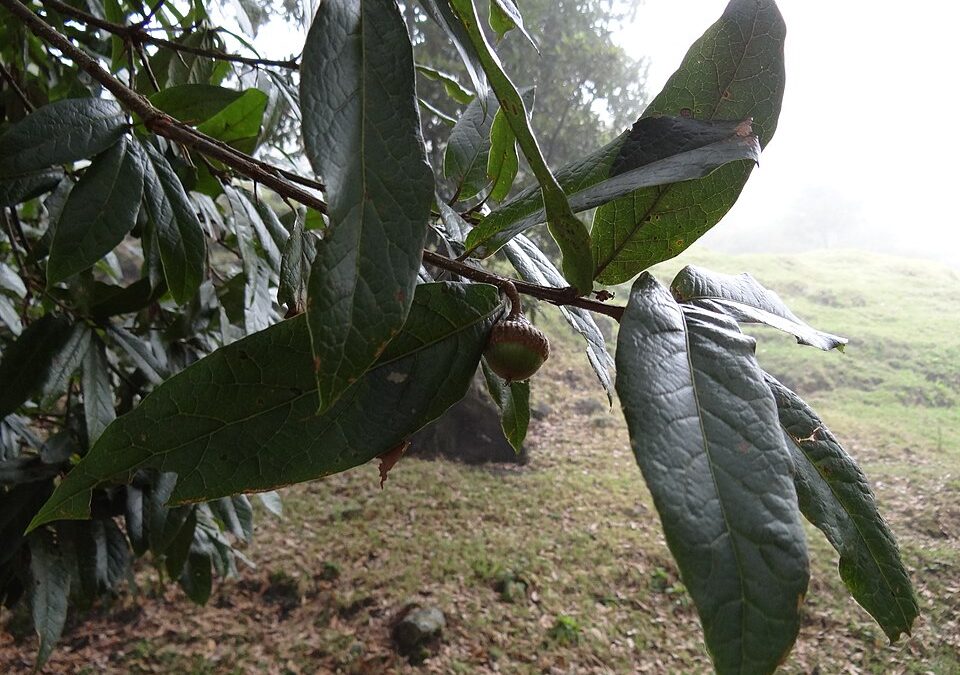 Expanding La Esmeralda Civil Society Reserve