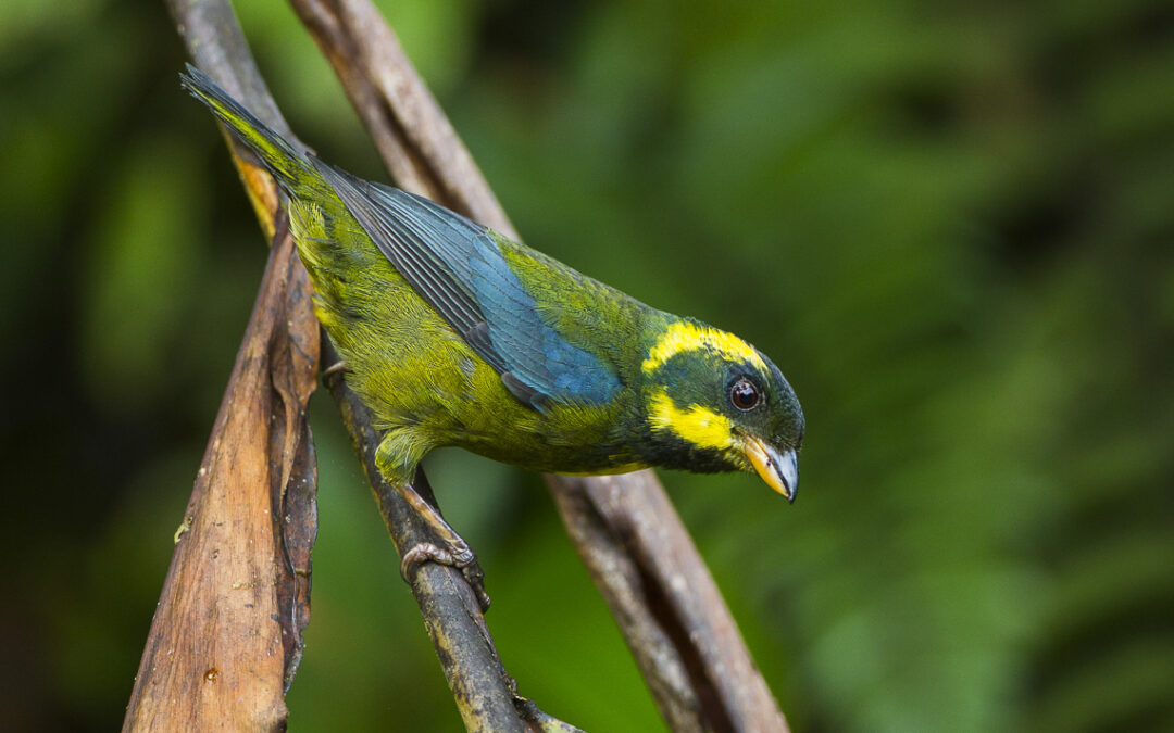 Expanding the Las Tangaras Reserve