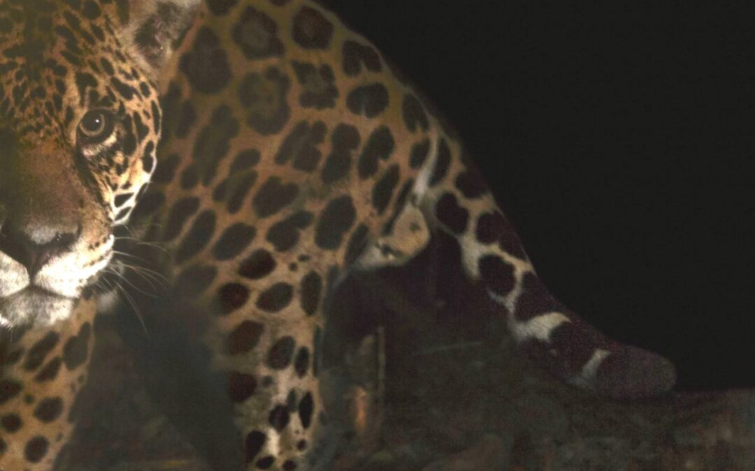 Land acquisition completes the Bigal-Payamino Corridor and improves habitat for endangered species in Ecuador