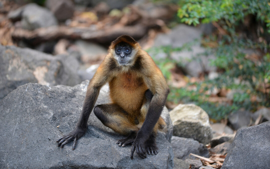 Conserving old-growth forest