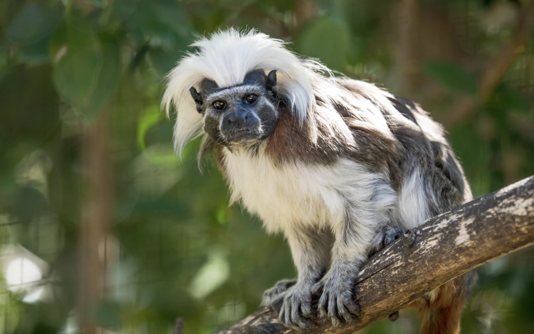 Protecting the forest home of the critically endangered cotton-top tamarins in Northern Colombia