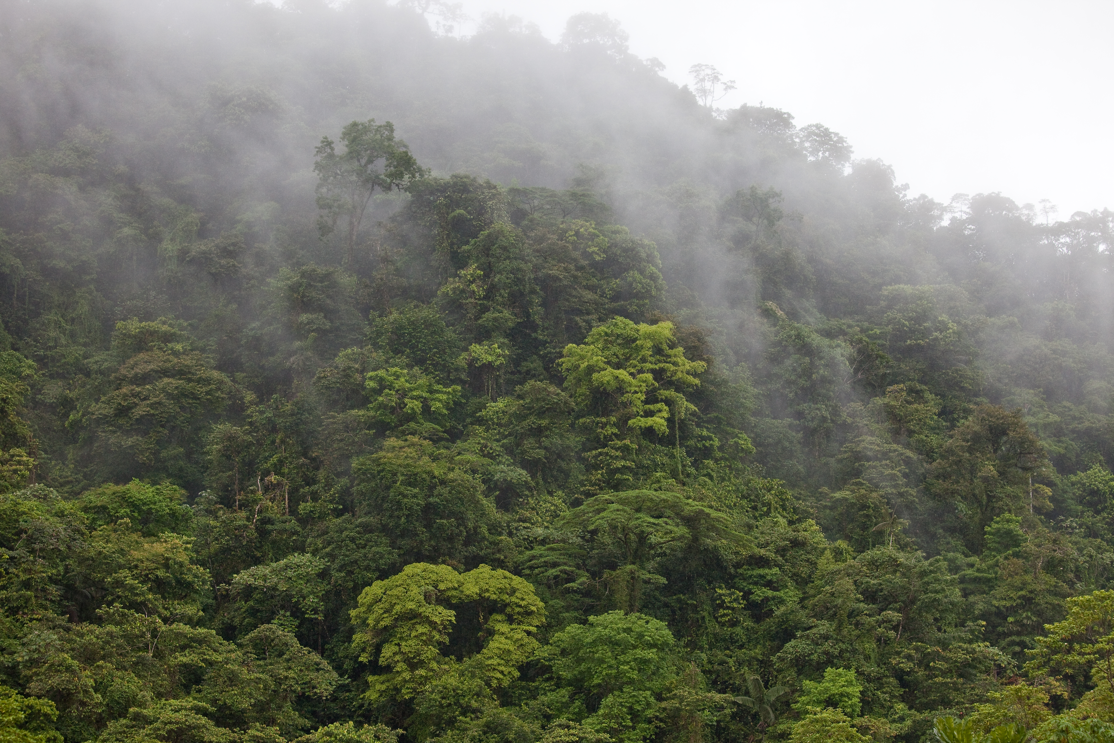 Dedicated conservation groups making gains for species and their habitats amidst a global pandemic