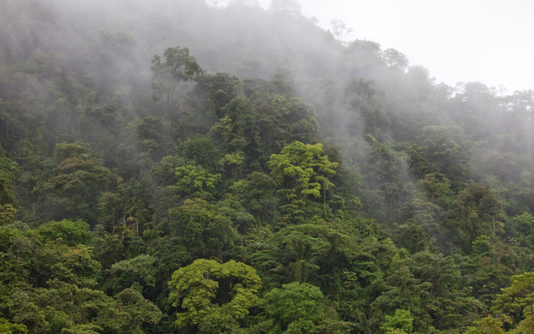 Expanding the Buenaventura Reserve