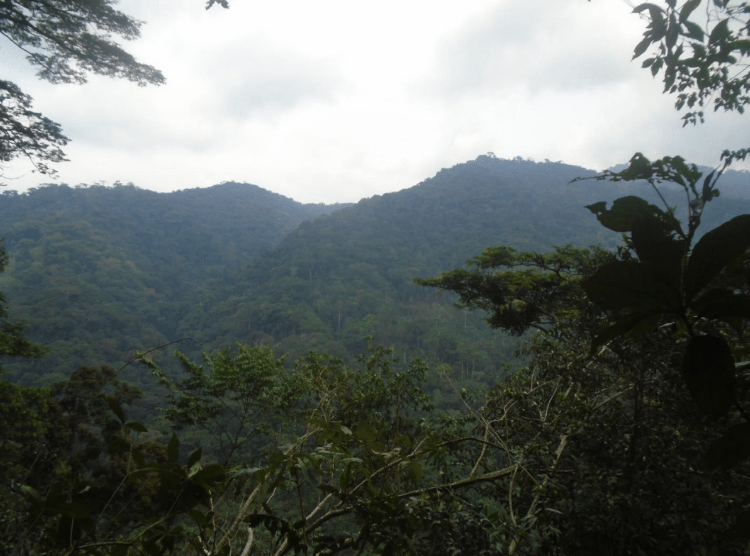 Creating Community Forest Concessions for Conservation