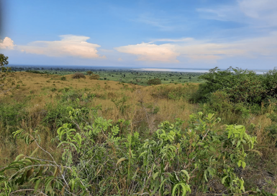 Creating a safe haven for pangolins and vulnerable tree species