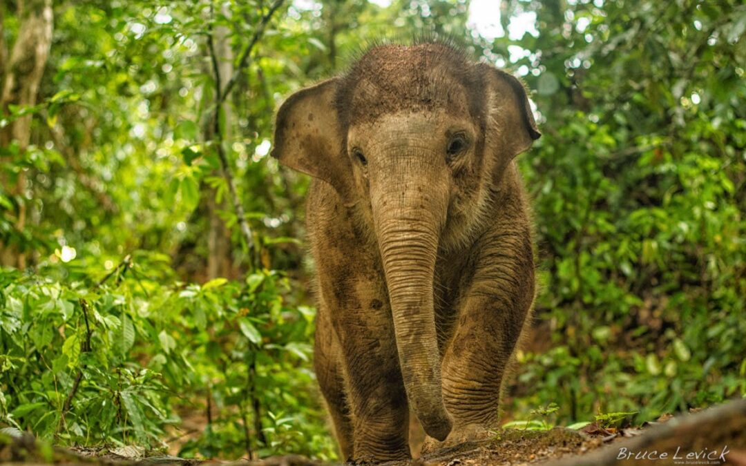 Protecting parcels along the Suaq-Belimbing River