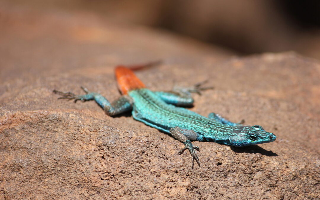 Expanding Soutpansberg Protected Area
