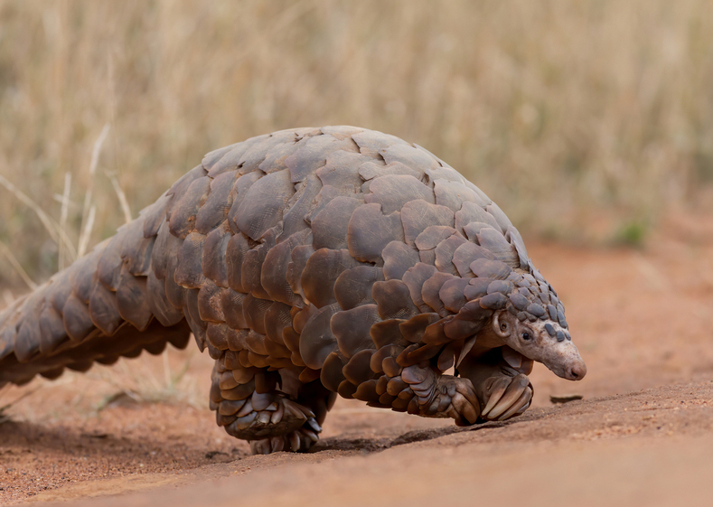 Protecting Pangolins