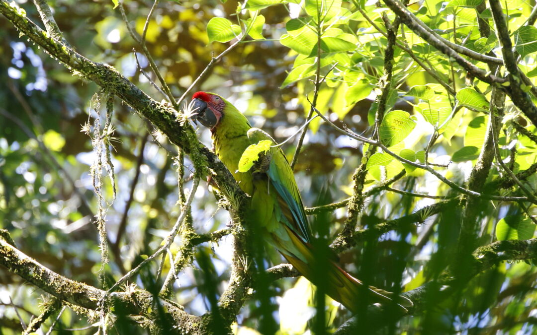 Migration biocorridor for the Great Green Macaw