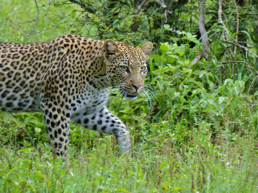 Protecting the Ol Kinyei Conservancy
