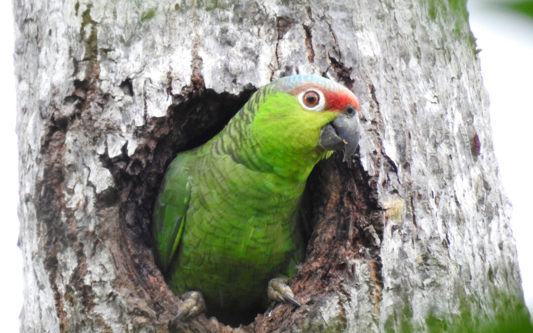 Fundación Jocotoco and the Las Balsas community partner to protect the highly threatened Lilacine Amazon parrot