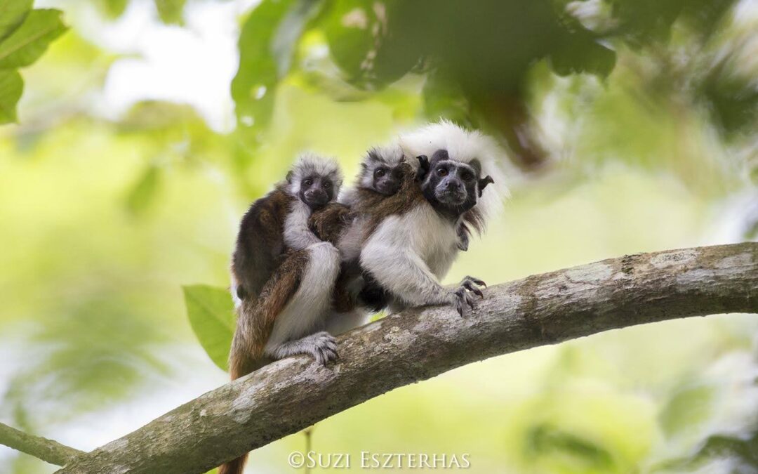 Expanding the “Los Titíes de San Juan” Forest Reserve – Santa Helena Acquisition