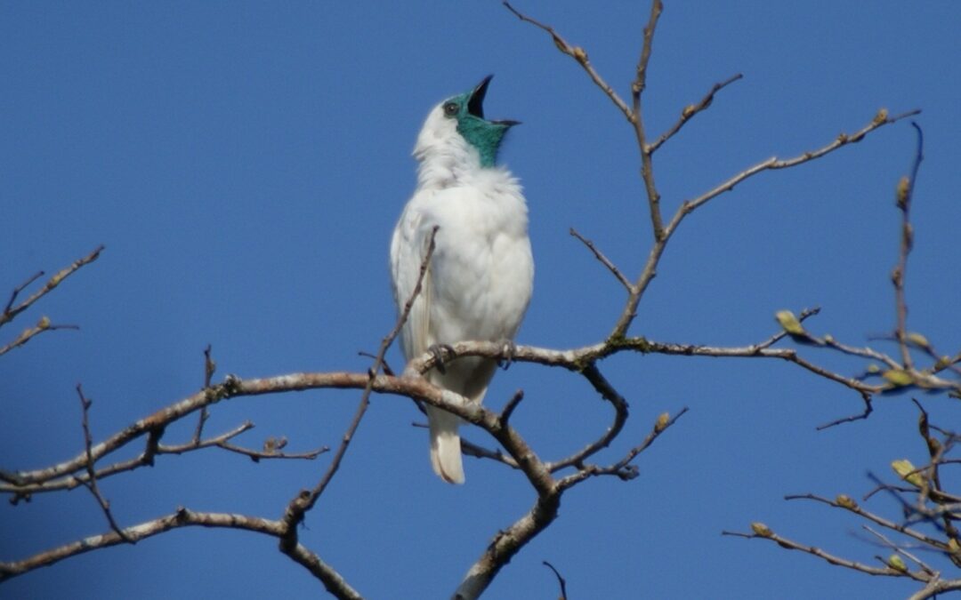 Expanding the Serra do Brigadeiro State Park