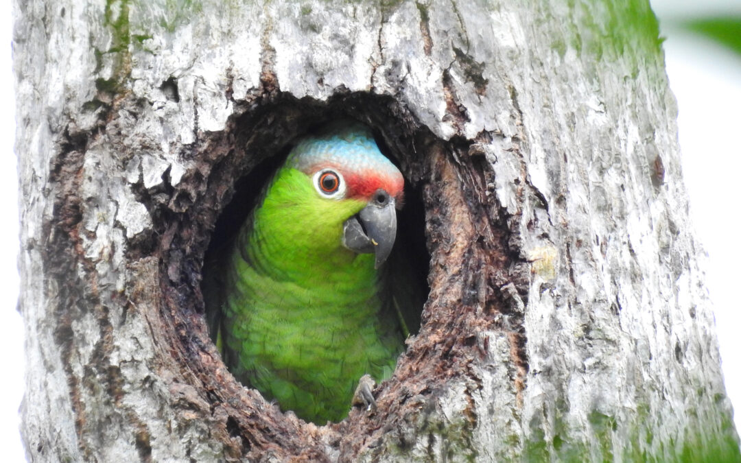 Protecting the Lilacine Amazon