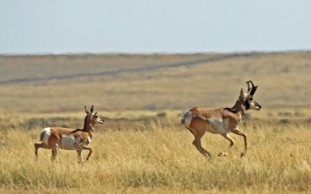 Protecting American prairies