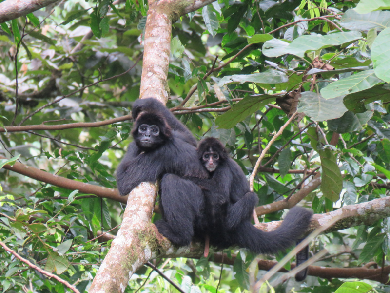 Purchase of the Revilla parcel