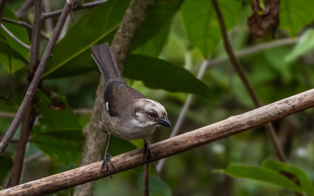Expanding the Yunguilla Reserve