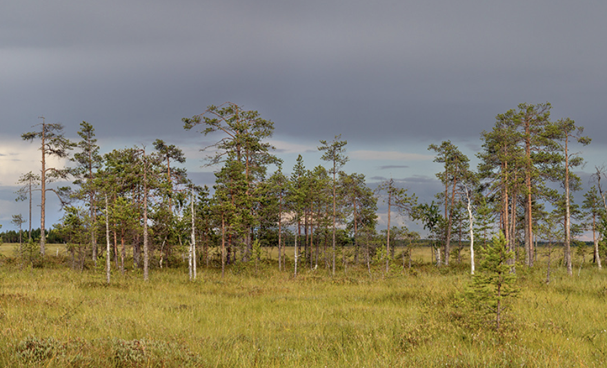 Expanding the Kivisuo Peatland Complex