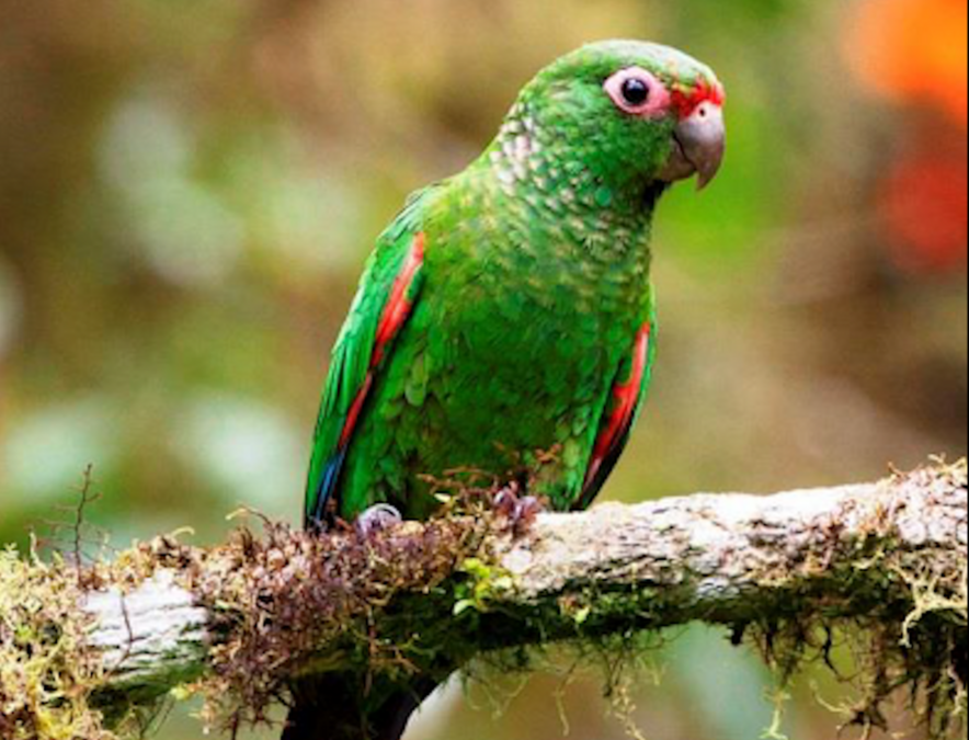 Protecting Southwest Ecuador’s Last Remaining Cloud Rainforest