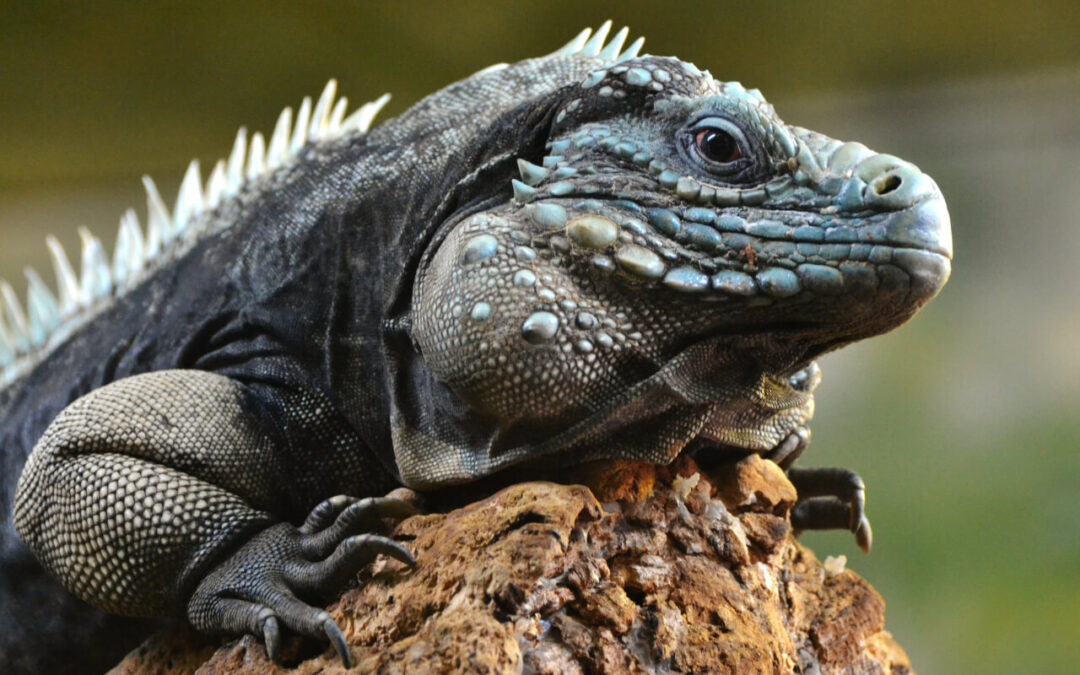 Extending the Salina Reserve to Protect Blue Iguanas