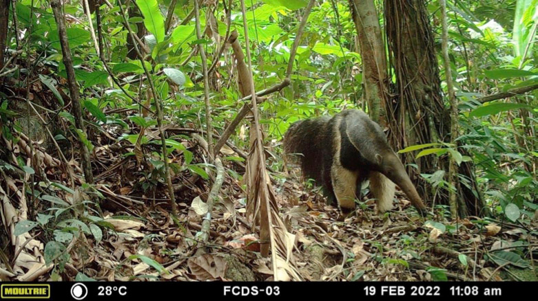 Protecting the Reserva Terrapreta and Improving Ecological Connectivity in Guaviare, Colombia