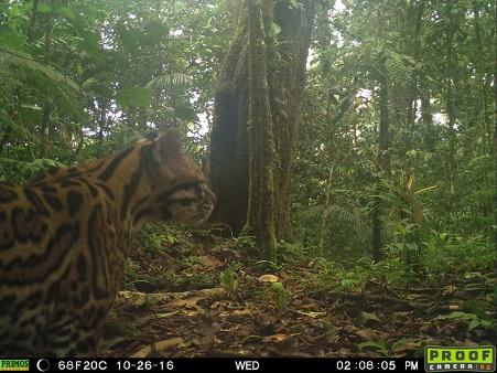 Conservation of San Bartolo Rainforest