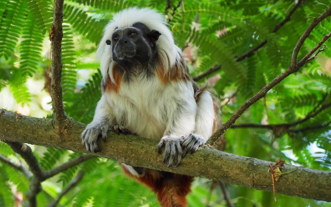 Protecting the Tití