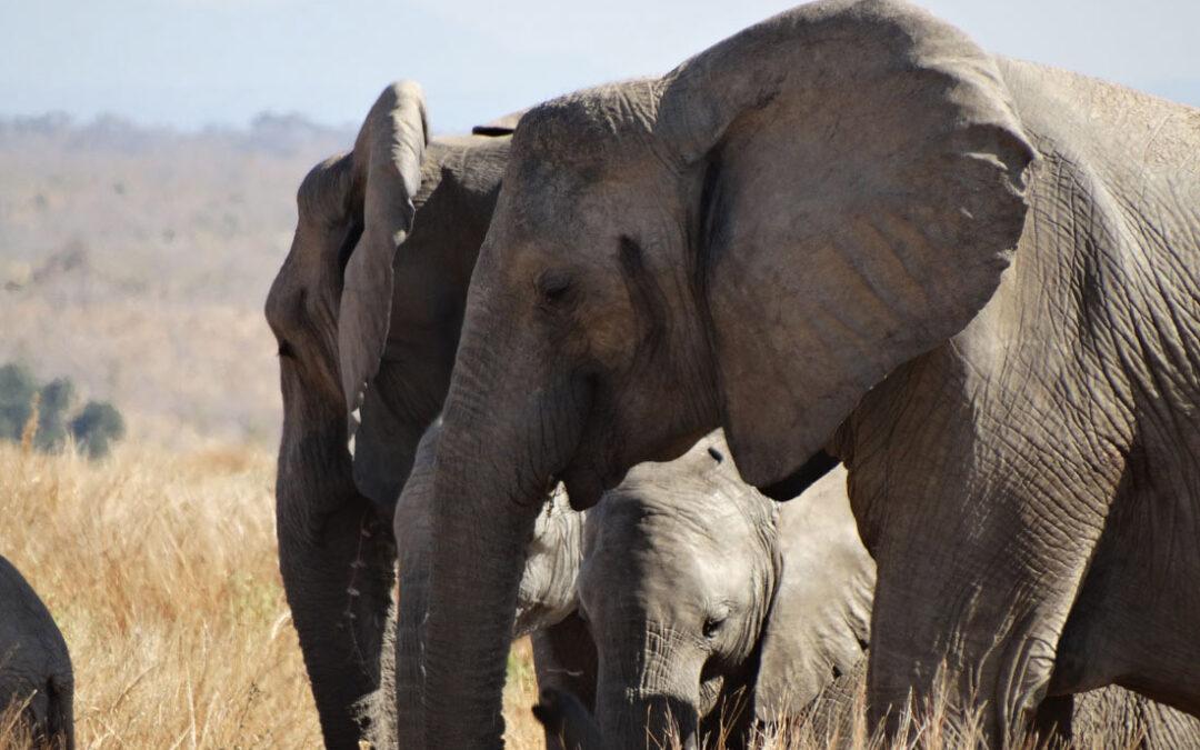 Kilombero Elephant Corridor