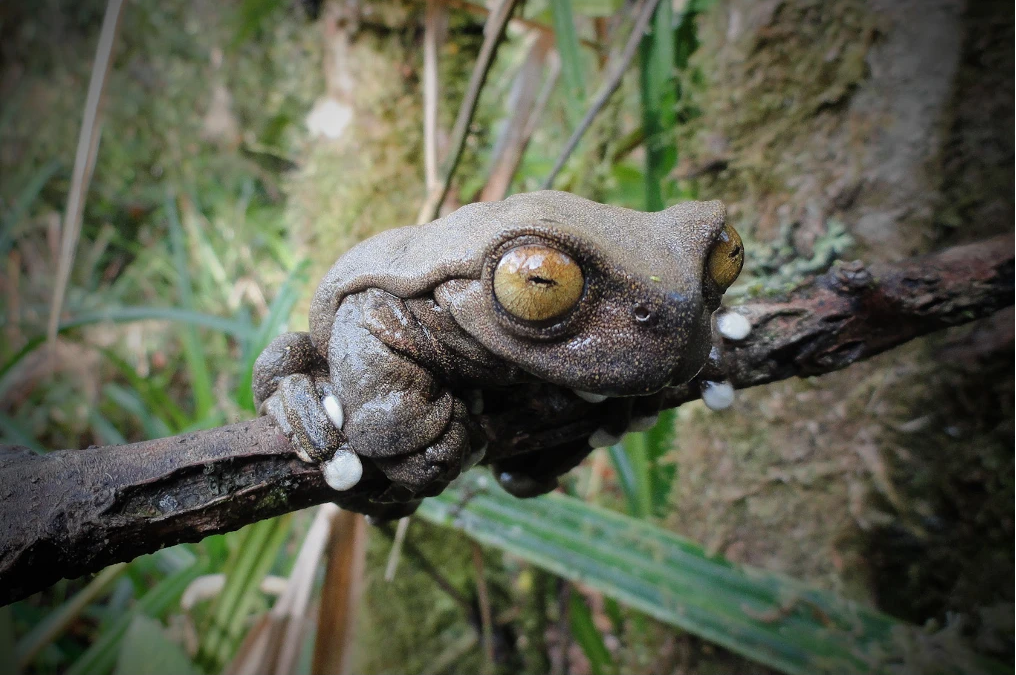 Protecting the Megadiverse Cloud Forests of Southern Ecuador