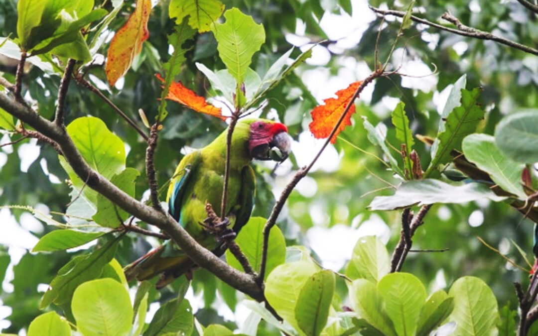 Protecting Atlantic Lowland Forests in Costa Rica