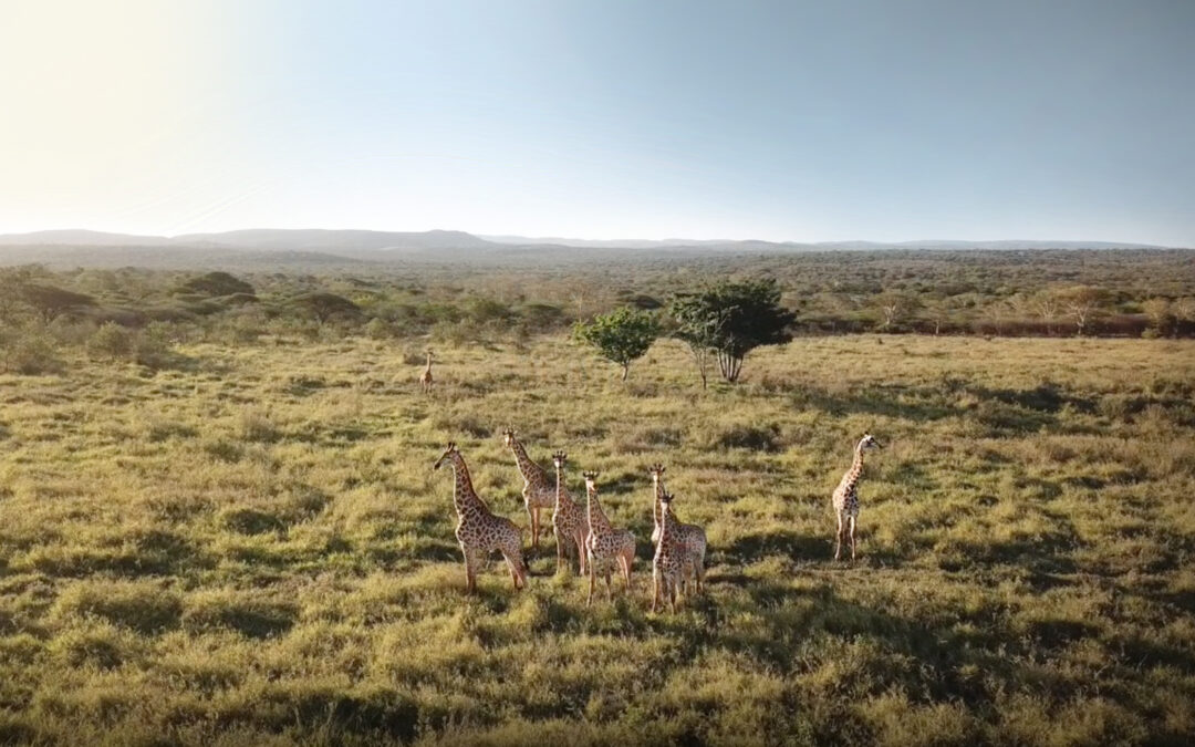 Creating a Wildlife Corridor