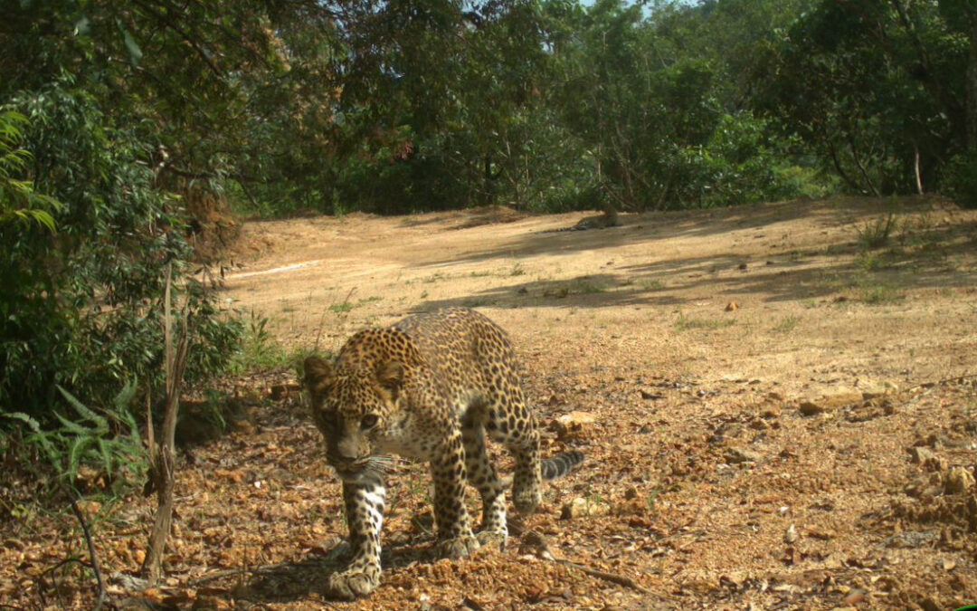 Protecting the TERN Research Forest