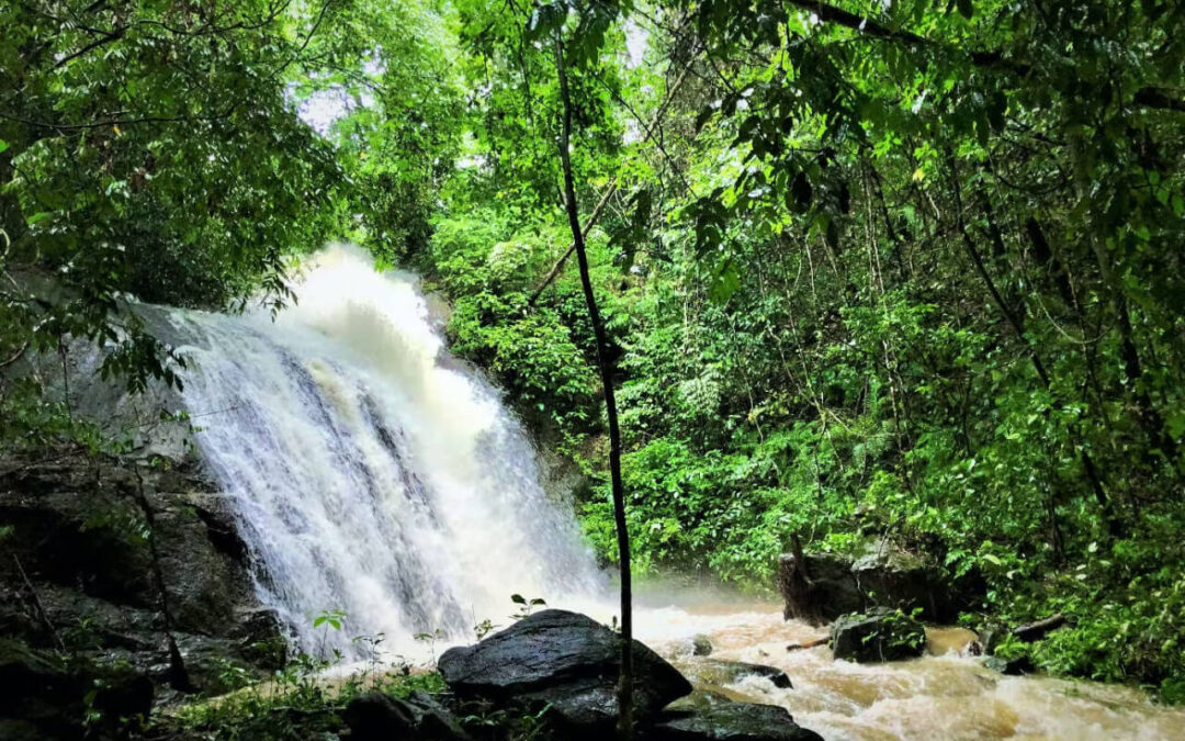 Protecting Endemic Species in Sri Lankan Lowland Rainforests