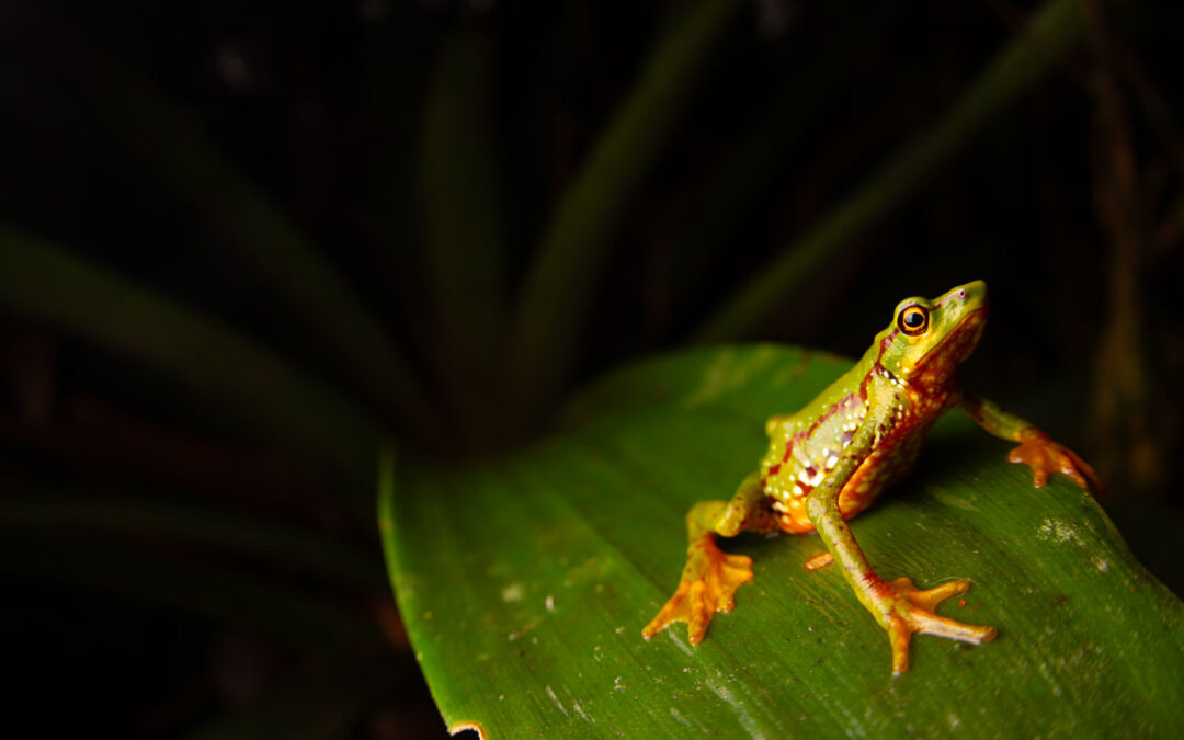 Expanding the Arlequin Reserve