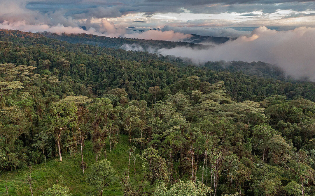 Saving the Mindo Harlequin Toad: A Story of Urgency and Hope