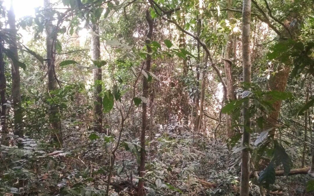 Restoring the Mount Nimba – Mount Gban Corridor to Protect Western Chimpanzees in Guinea