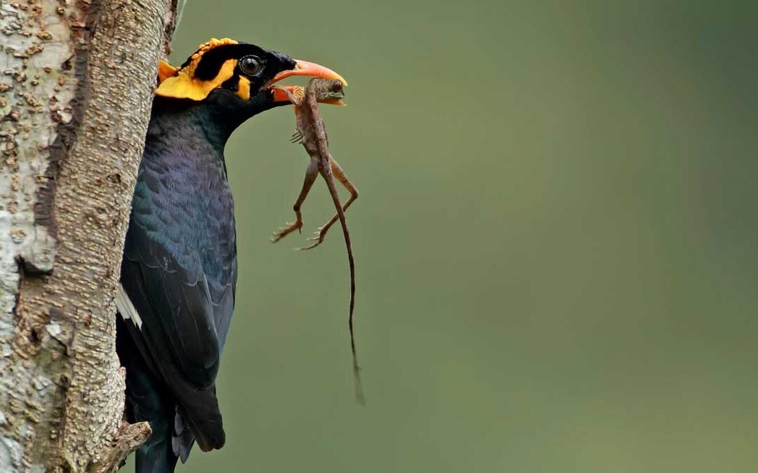 Voices from the Field: Preserving Land and Nature Trust (PLANT), Sri Lanka