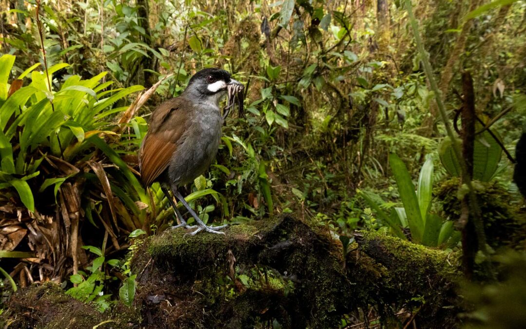 Catalytic Conservation: How Rapid Funding Delivers Lasting Protection for Ecuador’s Biodiversity